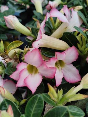 Adenium multiflora 'Pink Star' - 1