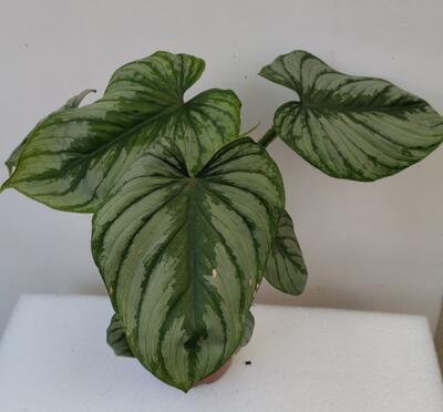 Philodendron 'Mamei' - 1