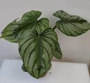 Philodendron 'Mamei' - 1/3