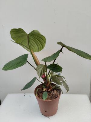 Philodendron 'El Choco Red' - 1