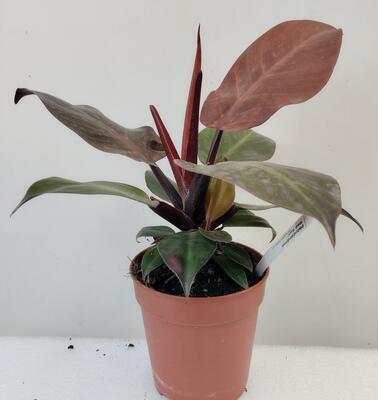 Philodendron 'Red Sun' - 1