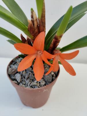 Ceratostylis rubra - 1