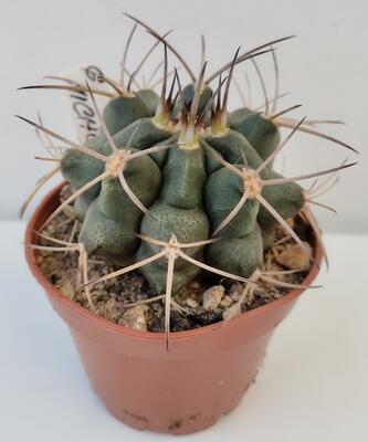 Gymnocalycium michoga - 1