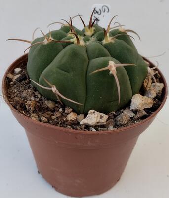 Gymnocalycium bayrianum - 1