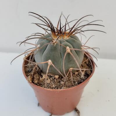 Gymnocalycium spegazzinii - 1