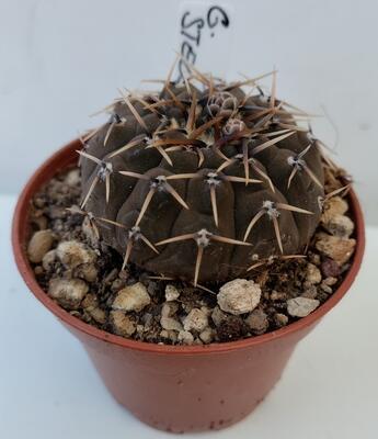 Gymnocalycium stellatum - 1