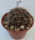 Gymnocalycium stellatum - 1/2