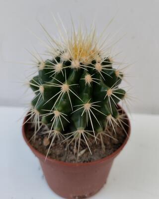 Echinocactus grusonii - 1