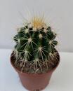 Echinocactus grusonii - 1/2