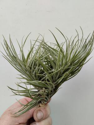 Tillandsia tenuifolia var. saxicola - 1