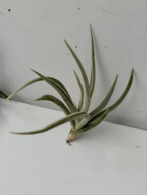 Tillandsia santiagoensis - 1