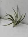 Tillandsia santiagoensis - 1/3