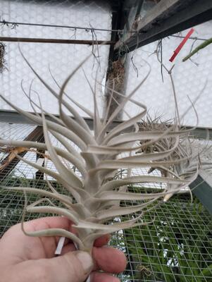 Tillandsia werdermannii - 1