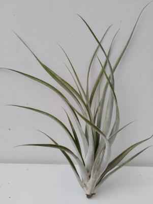 Tillandsia elizabethae - 1