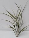 Tillandsia elizabethae - 1/2