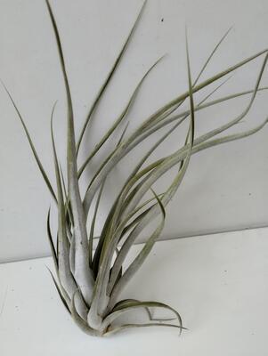 Tillandsia elizabethae (velká) - 1