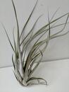 Tillandsia elizabethae (velká) - 1/2