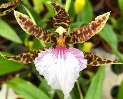 Odontoglossum bictoniense x rossii 'Sang' - 1