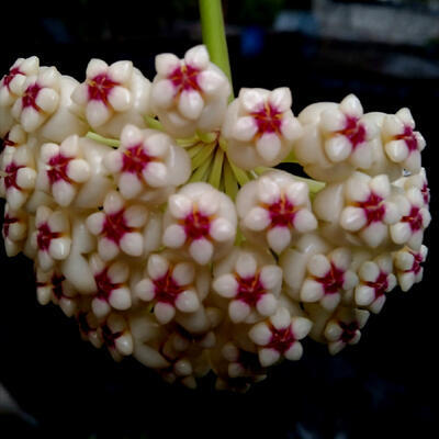 Hoya pachyclada 'red corona' - 1