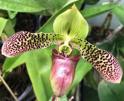 Paphiopedilum Duguesclin - 1