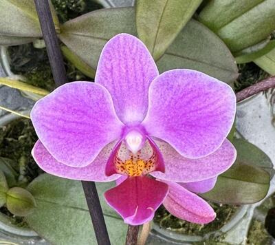 Phalaenopsis Hilda Fieck - 1