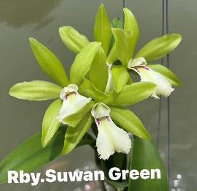 Rby. Suwan Green - 1