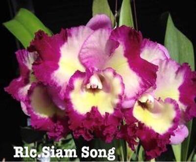 Blc. Siam Song - 1
