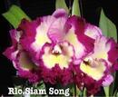 Blc. Siam Song - 1/3