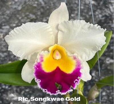 Blc. Songkwae Gold - 1