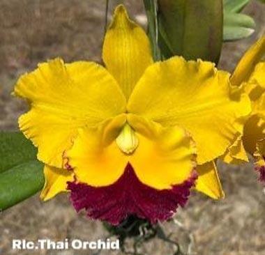 Blc. Thai Orchid No. 2 - 1
