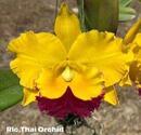 Blc. Thai Orchid No. 2 - 1/5