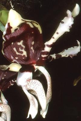 Stanhopea tigrina var. nigroviolacea - 1