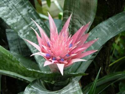 Aechmea fasciata - 1