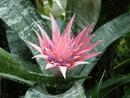 Aechmea fasciata - 1/2