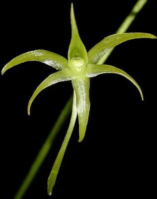 Angraecum calceolus - 1