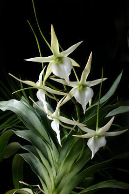 Angraecum Veitchii - 1