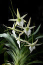 Angraecum Veitchii - 1/2