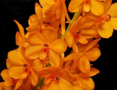 Ascocentrum miniatum - 1