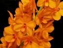 Ascocentrum miniatum - 1/3