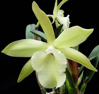 Brassavola glauca - 1