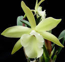 Brassavola glauca - 1/4