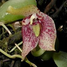 Bulbophyllum cambodianum - 1