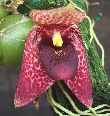 Bulbophyllum disciflorum - 1