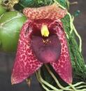 Bulbophyllum disciflorum - 1/3