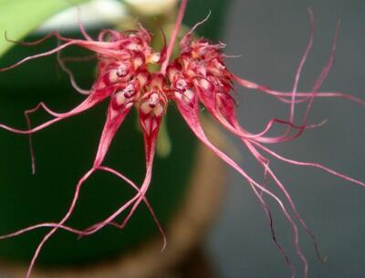 Bulbophyllum gracillimum - 1