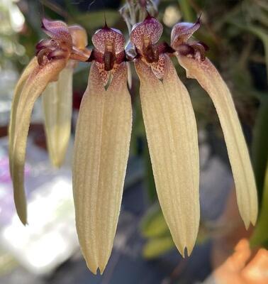 Bulbophyllum longiflorum - 1