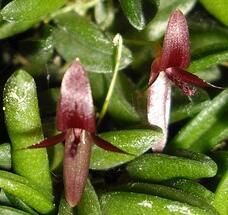 Bulbophyllum purpurascens - 1