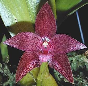 Bulbophyllum elevatopunctatum - 1