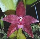 Bulbophyllum elevatopunctatum - 1/3