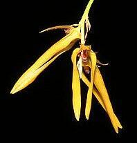 Bulbophyllum khayoaiense - 1